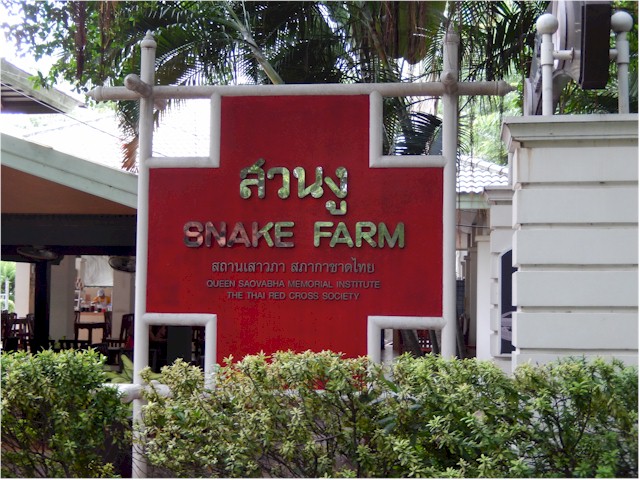 SE Asia Tour 2014 Then, in another quirky adventure, we visited the Red Cross Snake Farm where they collect venom for treating snake bites.