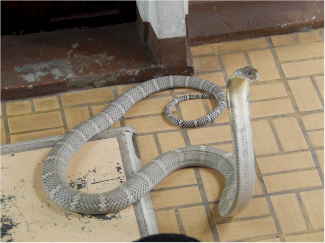 SE Asia Tour 2014 This cobra was particularly active on the day.