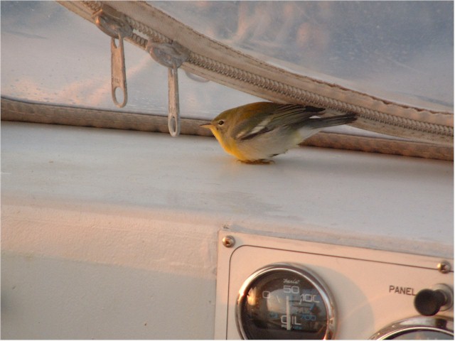 Virginia to Florida 2004 En route from Charleston to Miami - and a little hitch-hiker in the cockpit!