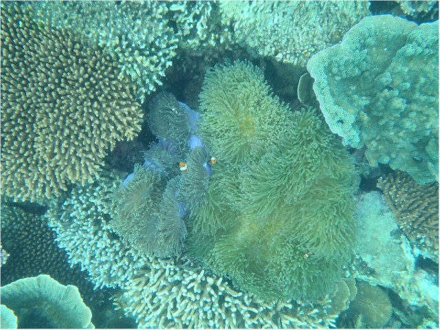 Indonesia Part 2 through to Malaysia 2013 And the snorkelling was great here, too.