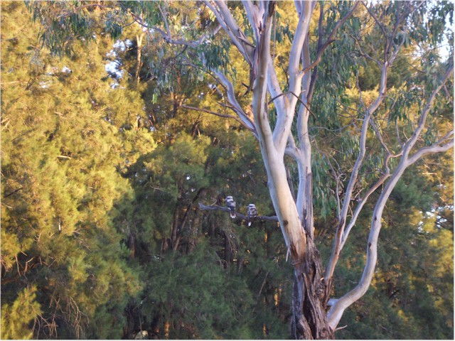 New Caledonia to Australia 2008/09 Kookaburras enjoy sunset in the outback.