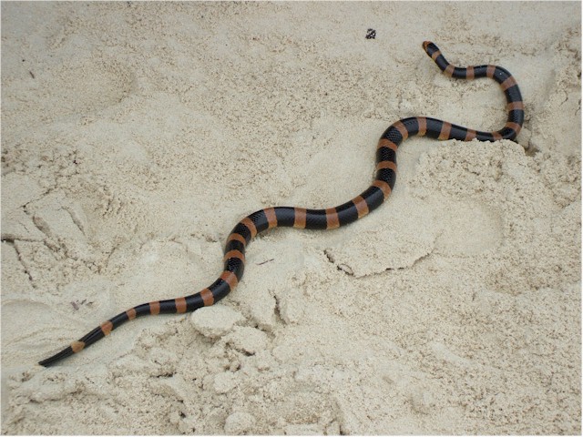 New Caledonia to Australia 2008/09 When the tourist boats leave for the day, the sea snakes come out to play!