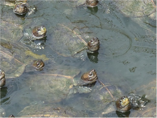 Indonesia Part 2 through to Malaysia 2013 ... and Keith was amused by this pond absolutely teeming with terapin!