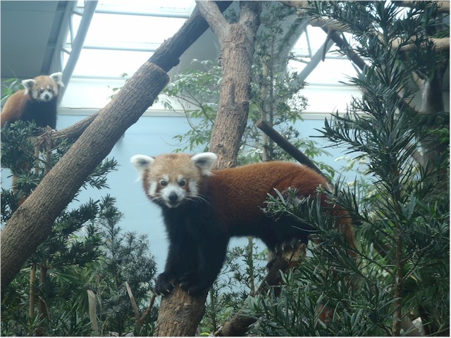Indonesia Part 2 through to Malaysia 2013 The red pandas were gorgeous.