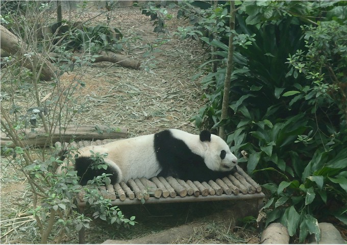 Indonesia Part 2 through to Malaysia 2013 The other pandas were difficult to photograph, but we did get this one.