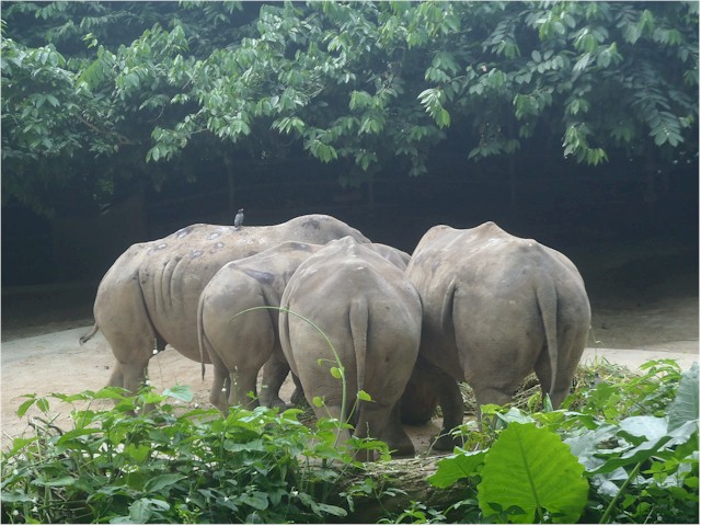 Indonesia Part 2 through to Malaysia 2013 Singapore Zoo 052