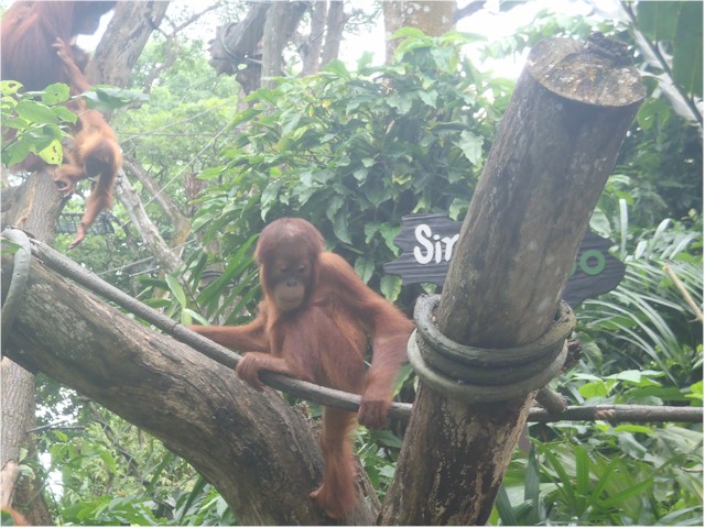 Indonesia Part 2 through to Malaysia 2013 We missed getting to Kalimantan to see the orangutangs in the wild, so this was next best!