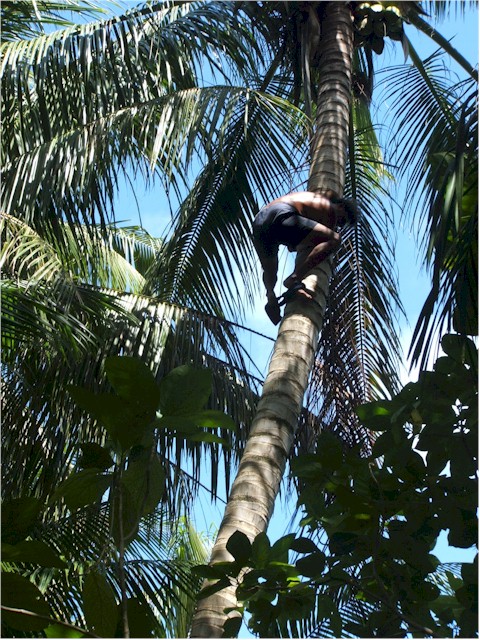 Suwarrow Atoll and Tonga 2006 John climbs a coconut tree for evening meal...