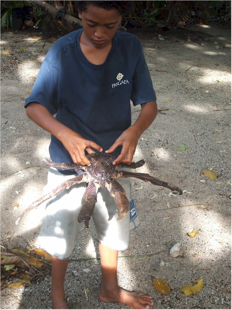 Suwarrow Atoll and Tonga 2006 The boys have a huge coconut crab as a pet!
