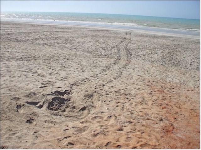 Australia Part 1 2007/08 The Flat Back turtles were coming up to lay their eggs at 80 Mile Beach - their tracks clearly visible on the beach.