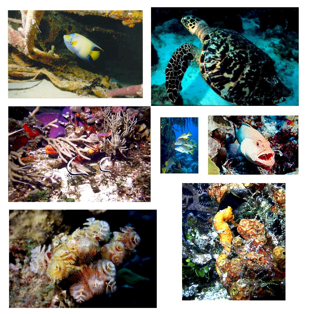 ABC Islands to Colombia 2006 Some of the fantastic underwater sights of Bonaire.