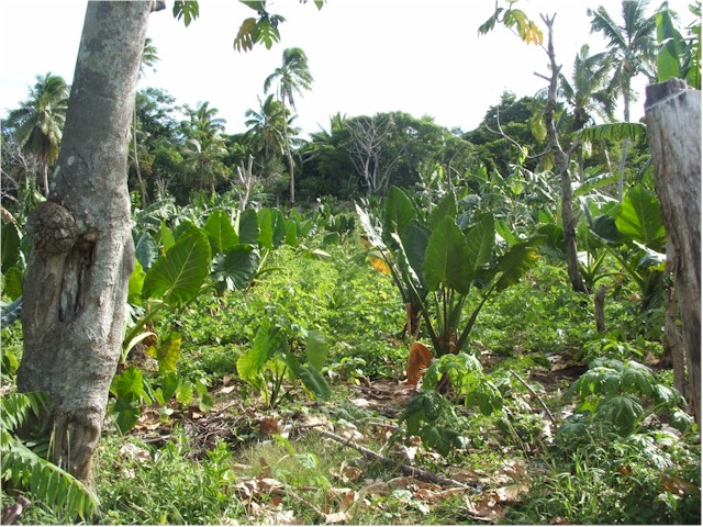 Suwarrow Atoll and Tonga 2006 ... and growing taro for the market.