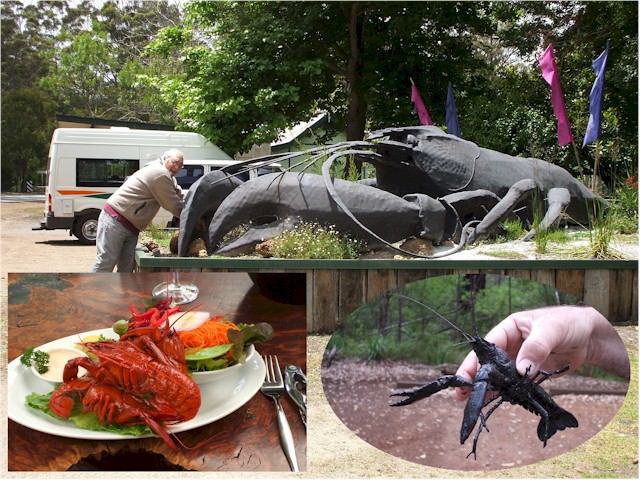 Australia Part 1 2007/08 Yabbi - a freshwater crayfish
