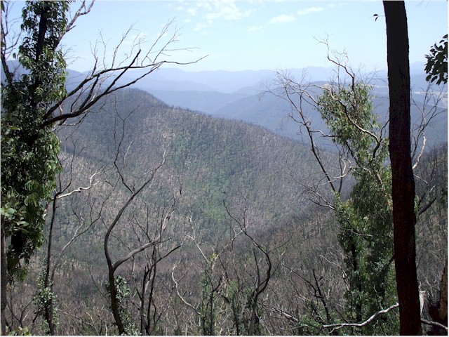 Australia Part 3 2008 Extensive bush fires a year before had wiped out the forest...