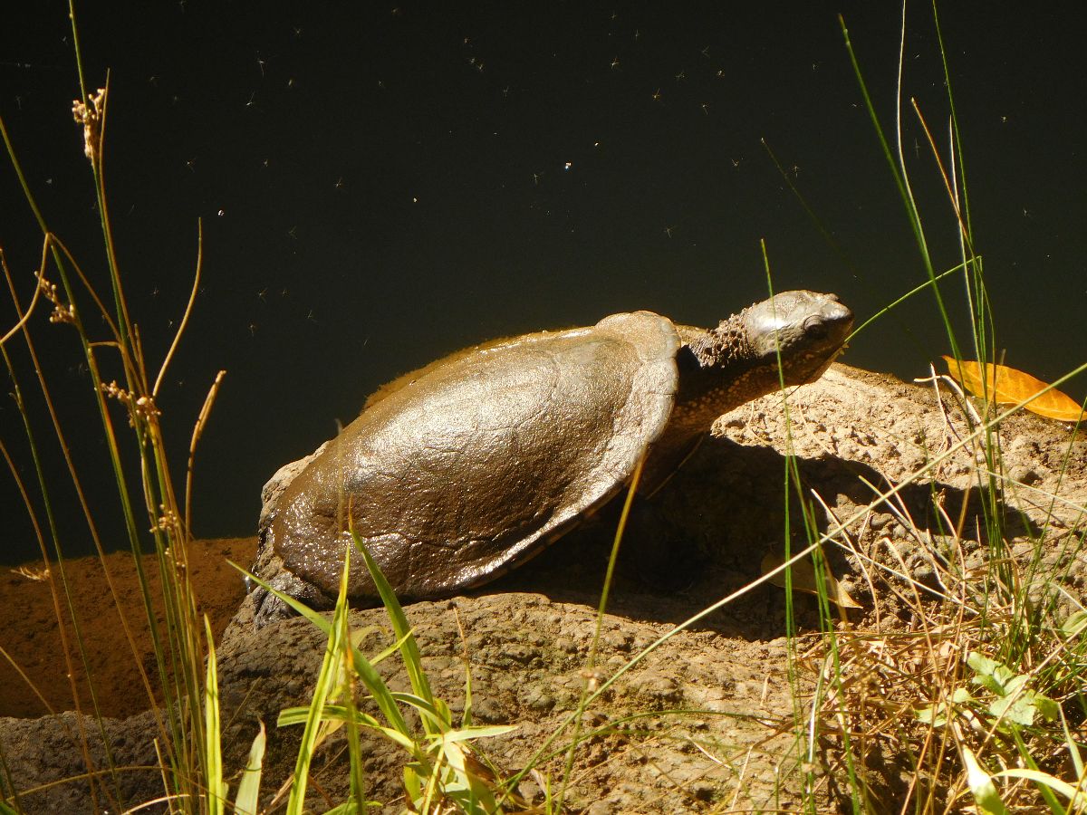 In the Eungella National Park