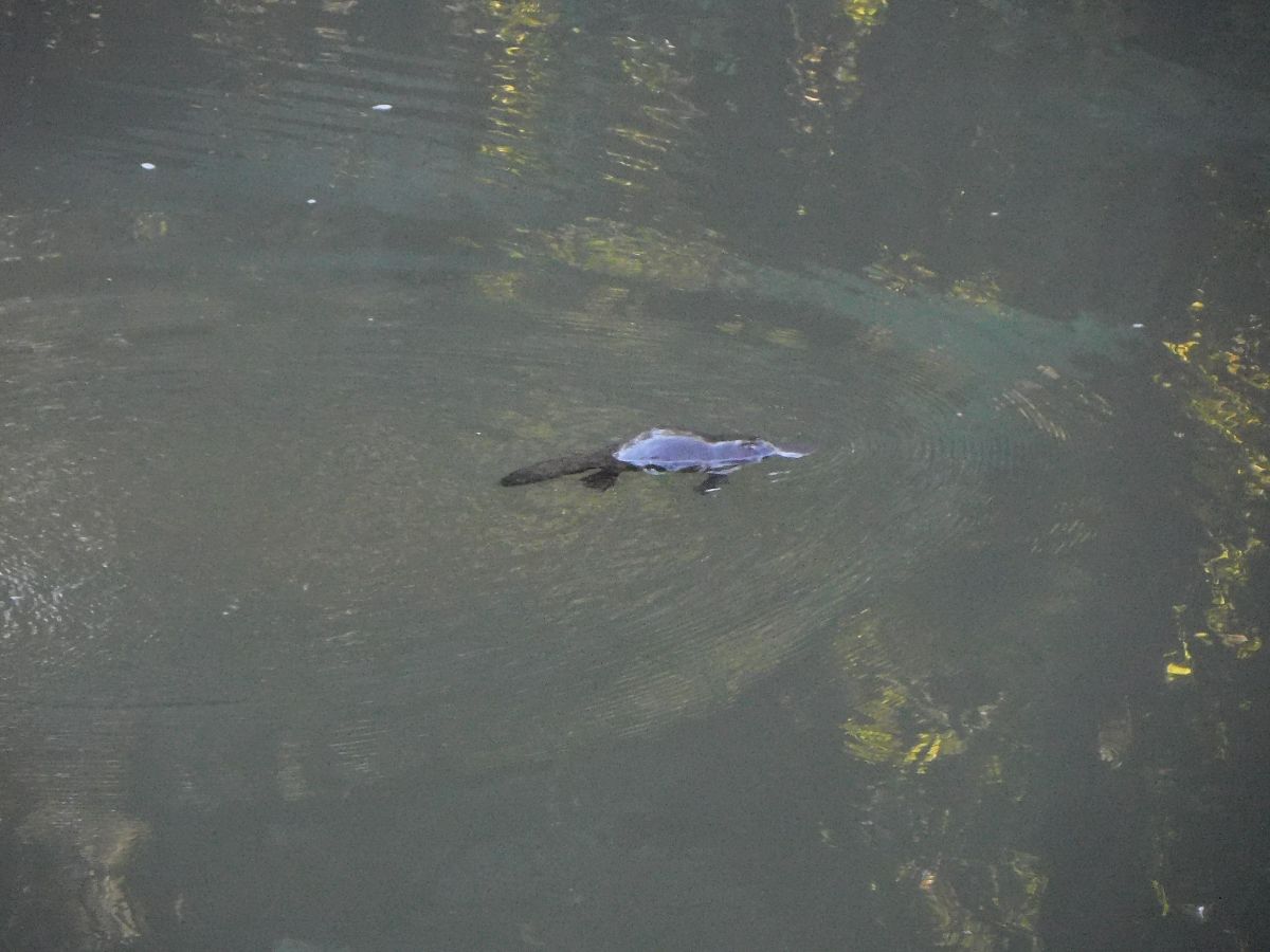 A platypus in the Eungella National Park
