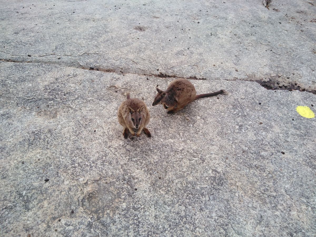 At the Granite Gorge National Park - Rock Wallabies