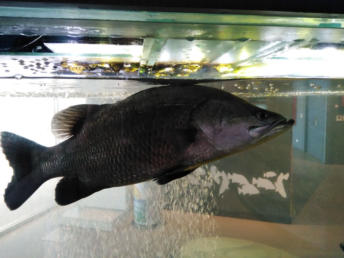 Karumba - famous for its barramundi fishing