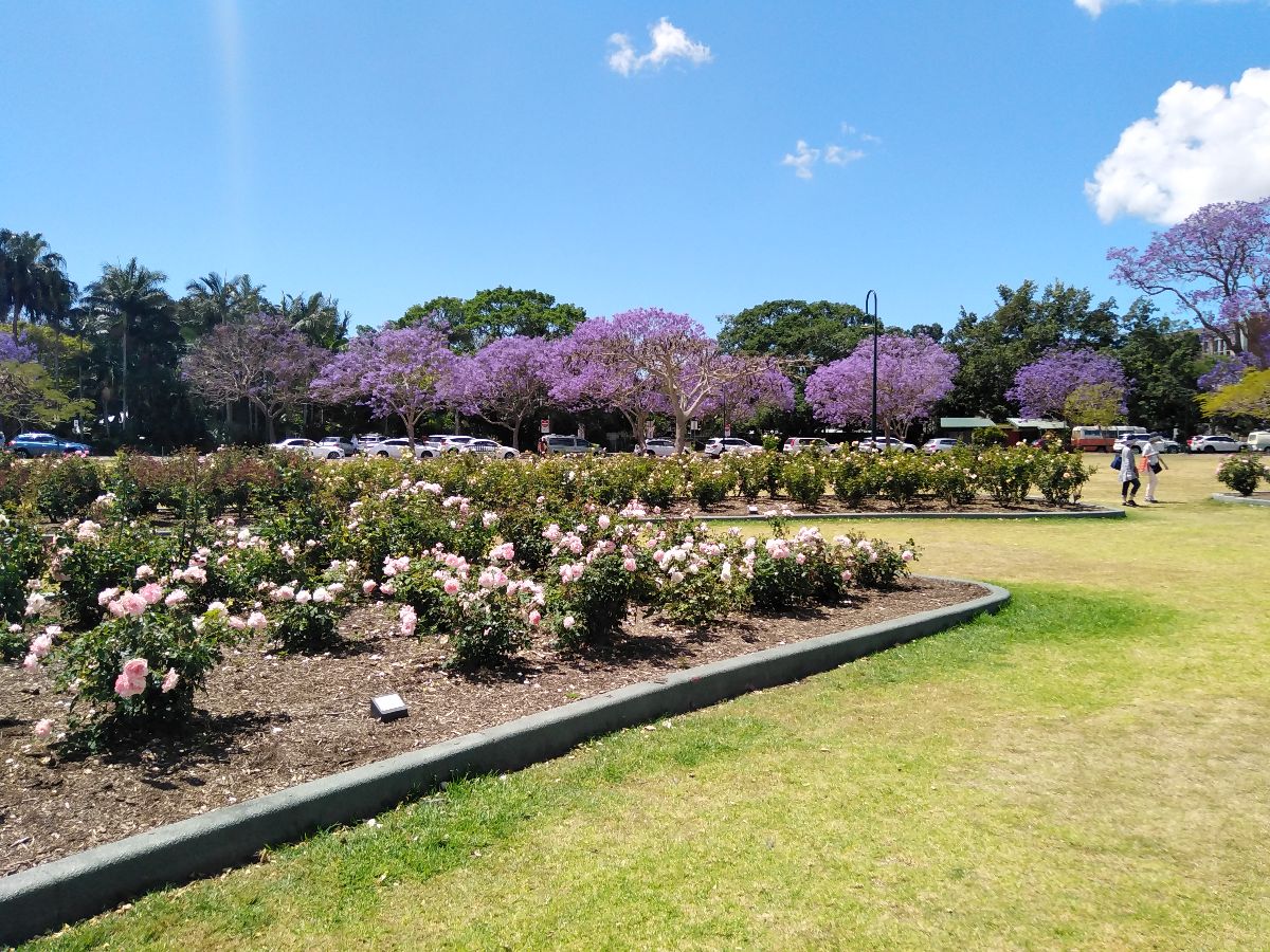 And admire the Jacaranda trees in bloom