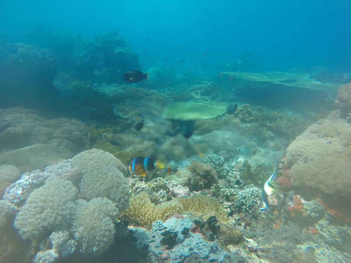 Snorkelling Trip, Nusa Lembongan 09Dec19