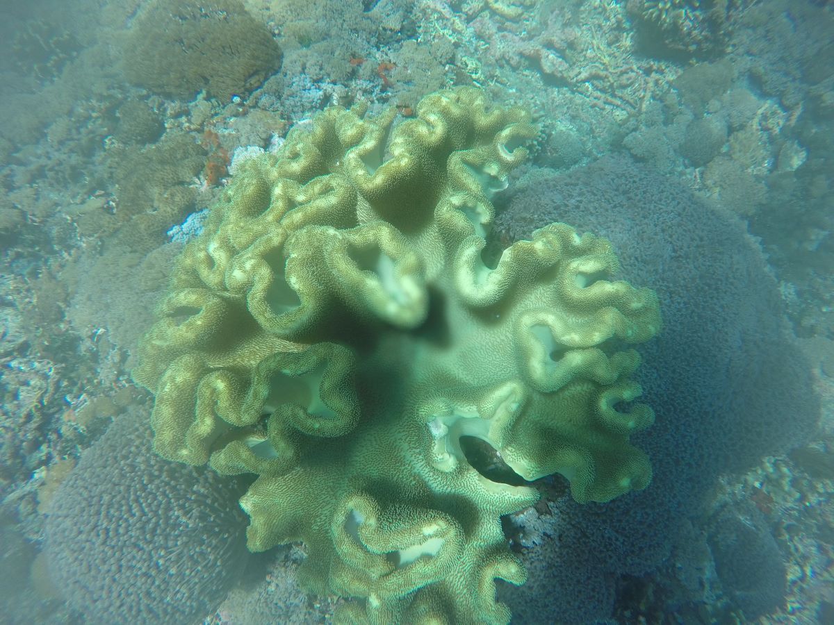 Snorkelling Trip, Nusa Lembongan 09Dec19