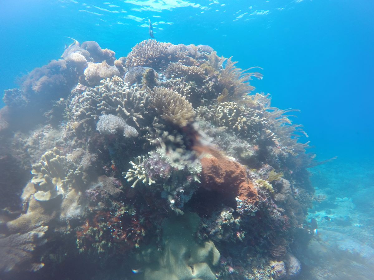 Snorkelling Trip, Nusa Lembongan 09Dec19
