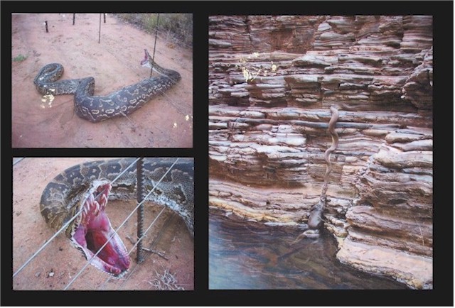 This python is hauling a dead kangaroo out of the pool onto the ledge. Amazing!