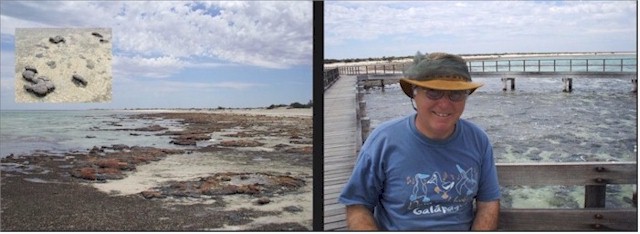 Thanks to these lumps of 'rock', life on earth began! Stromatolites are amazingly boring but fascinating.