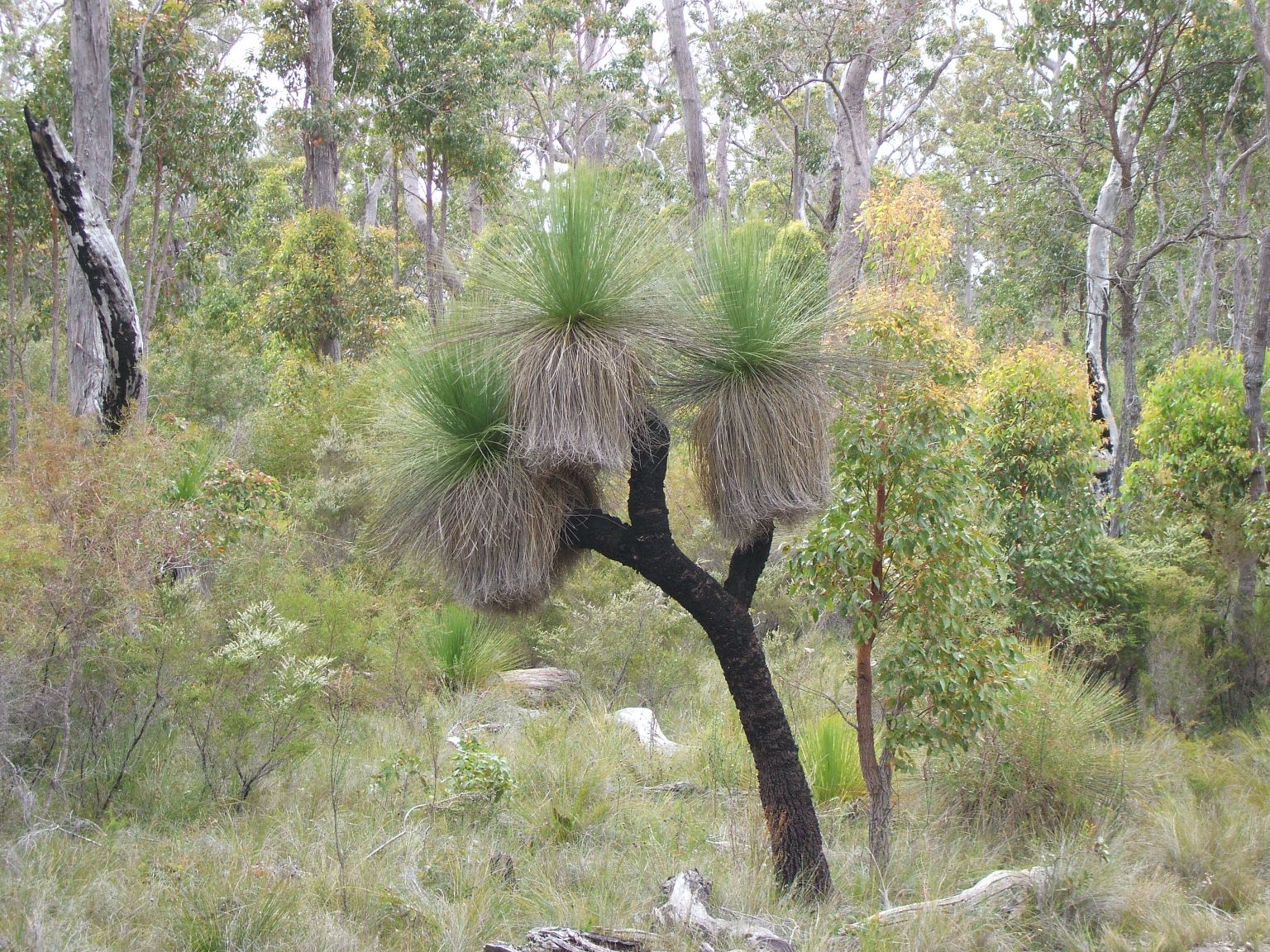 Grass Tree, South West Western Australia