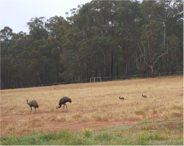 Emus and kangaroos!