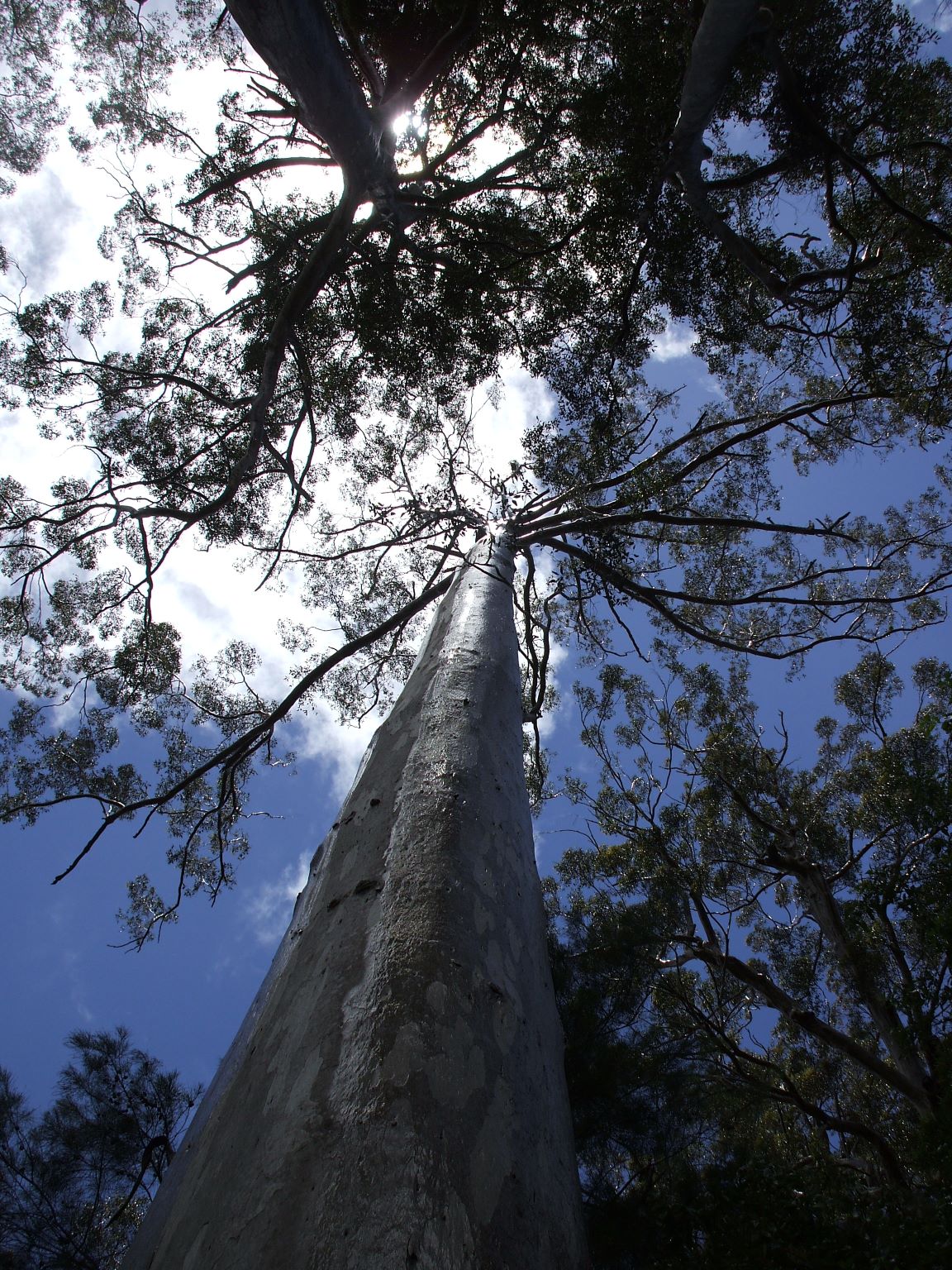 Tall trees in South West Western Australia