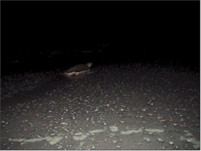 After laying about 40 eggs, the mother heads back to sea.