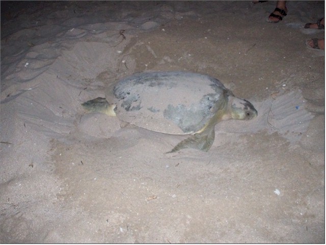 The eggs are carefully covered with warm sand but are then left to hatch on their own about a month later.
