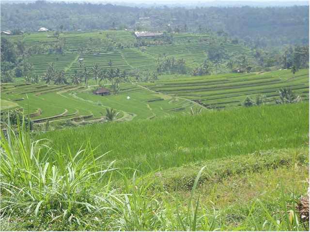 The highlight was a trip to Jatiluwi where the traditional rice terraces have been recognised by World Heritage...