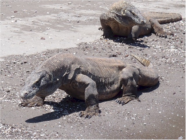 The Komodo dragons - these are about 3m long!