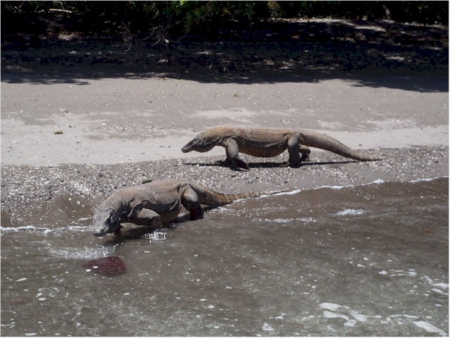 The Komodo dragons - these are about 3m long!