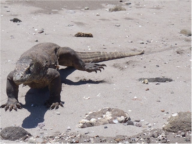 In the hope of seeing Komodo dragons!