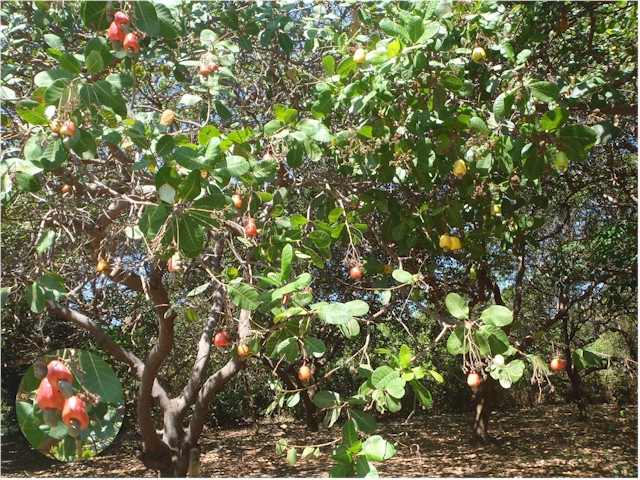 Koh Phayam also produces cashew nuts - the nut hangs below the fruit...