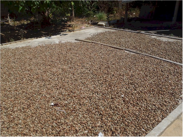 After harvesting and drying, they still require a lot of processing before becoming the edible nuts we enjoy.