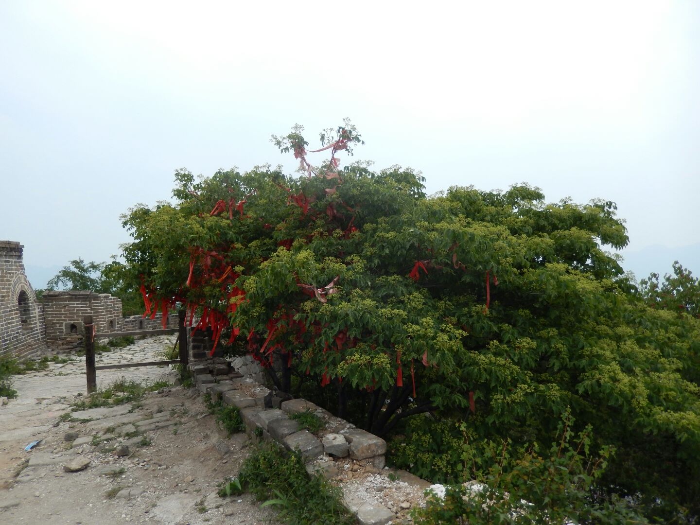The end of this section of the Great Wall - the Chinese visitors have hung message banners to the bushes.