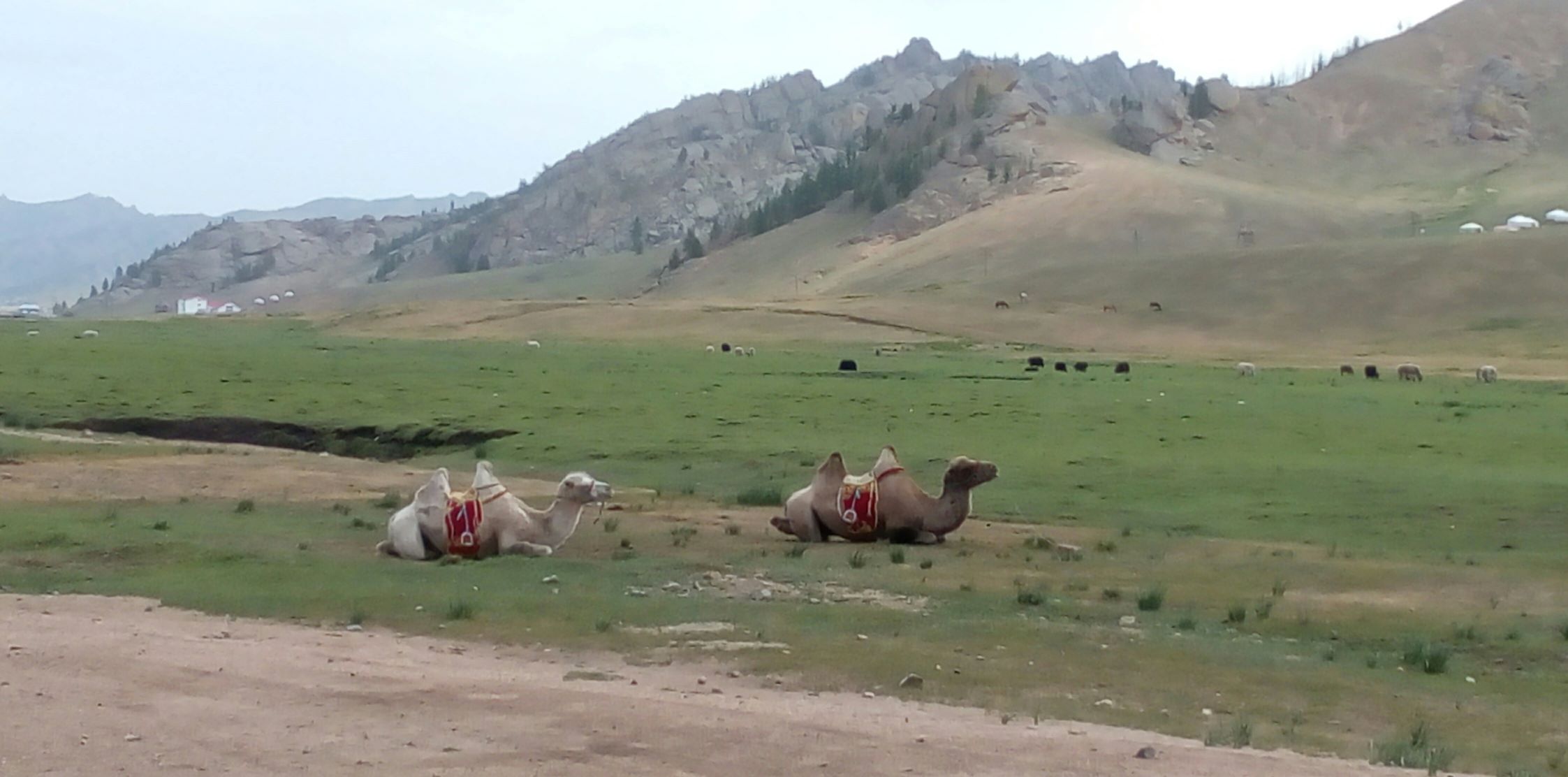 On a drive through the countryside, we saw these camels taking a rest...
