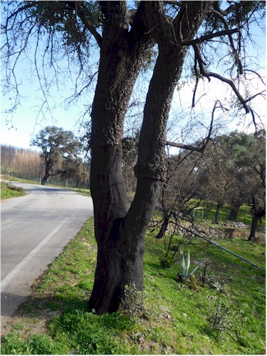 Portugal is the main source of the world's cork and you could see where the tree bark had been harvested...