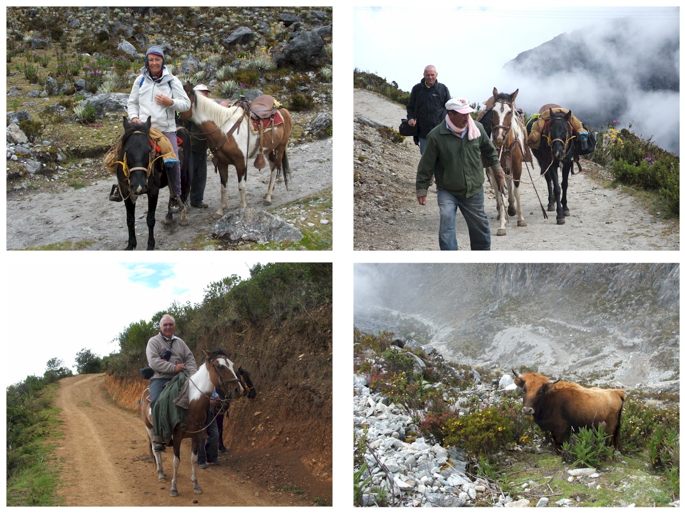 Mule ride over the Andes...
