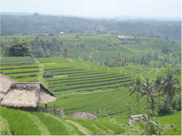 The atmosphere was amazing - tranquil - and every possible shade of green.
