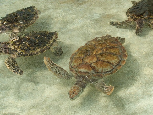 ... and the turtles.