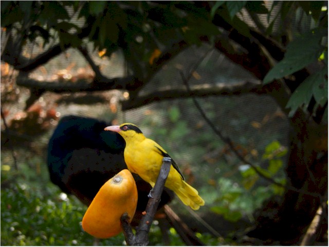 The Bird Park in KL...
