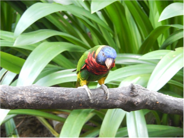 The Bird Park in KL...
