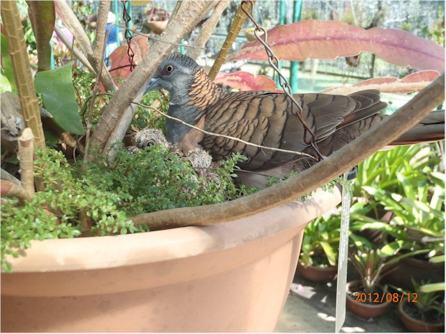 Keith spotted this bird nesting in the base of a flower pot at the Botanical Gardens.