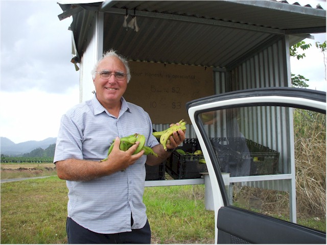 
Bananas are back on sale after recovering from Cyclone Yasi and the terrible floods earlier in 2011.
