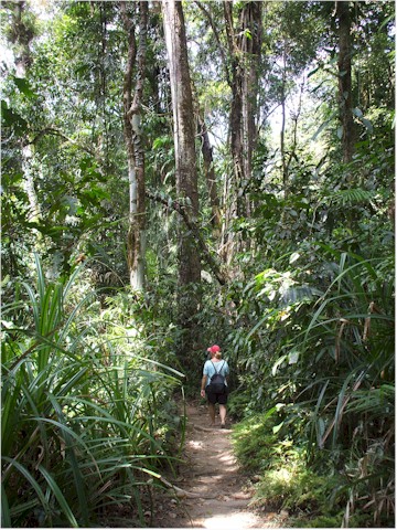 
We hired a car to explore the Daintree Tropical Rainforest National Park.
